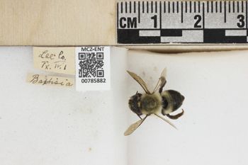 Media type: image;   Entomology 785882 Aspect: labels